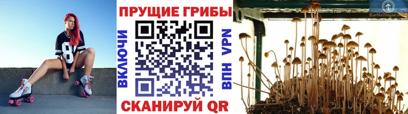 Псилоцибиновые грибы мицелий Усть-Лабинск